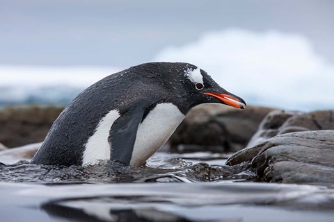 Framed Antarctica, Cuverville Island, Gentoo Penguin climbing from water. Print