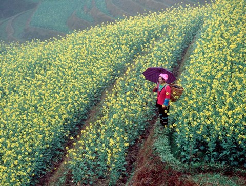 Framed Chinese Woman Walking in Field of Rapeseed near Ping&#39; an Village, Li River, China Print