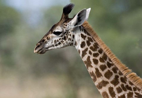 Framed Close-up of Masai Giraffe, Tanzania Print