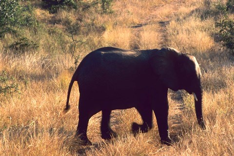 Framed Close-up of Elephant in Kruger National Park, South Africa Print