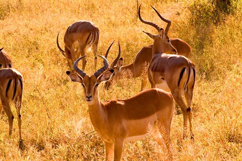 Framed Close-up of Impala, Kruger National Park, South Africa Print