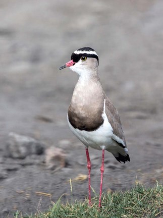 Framed Africa, Tanzania, Serengeti. Crowned Lapwing. Print