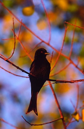 Framed Fork-Tailed Drongo, Botswana Print