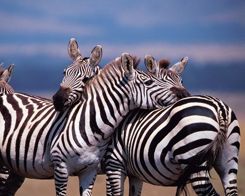Framed Group of Zebras, Masai Mara, Kenya Print