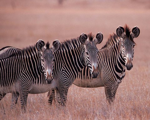 Framed Grevy's Zebra, Masai Mara, Kenya Print