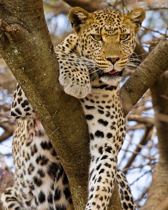 Framed Africa. Tanzania. Leopard in tree at Serengeti NP Print