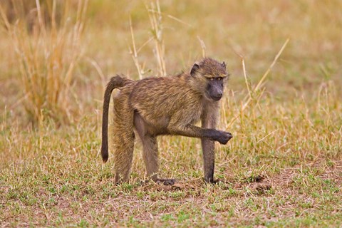 Framed Baboons near the bush in the Maasai Mara, Kenya Print