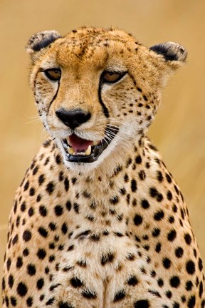 Framed Cheetah in the Brush, Maasai Mara, Kenya Print