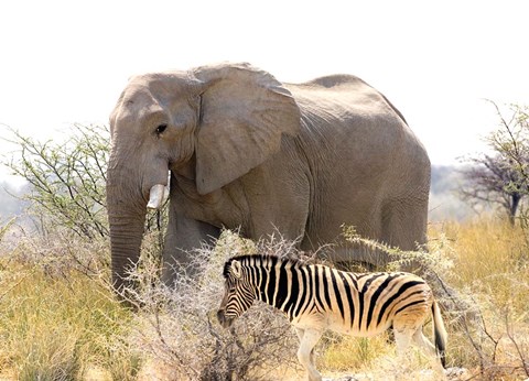 Framed African Elephant and Zebra at Namutoni Resort, Namibia Print