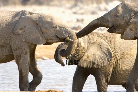 Framed African Elephants at Halali Resort, Namibia Print