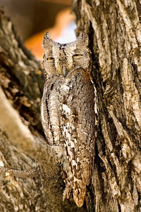 Framed African Scops Owl in Tree, Namibia Print