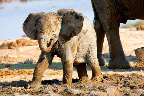 Framed Baby African Elephant in Mud, Namibia Print