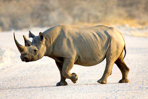 Framed Black Rhinoceros, Namibia Print