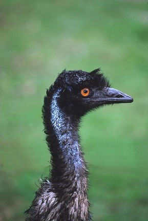 Framed Emu Portrait, Australia Print