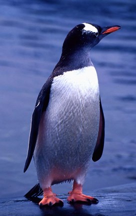 Framed Gentoo Penguin, Antarctica Print