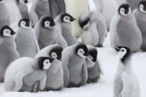 Framed Emperor Penguins on ice, Snow Hill Island, Antarctica Print