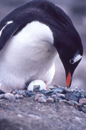 Framed Gentoo Penguin on Nest, Antarctica Print