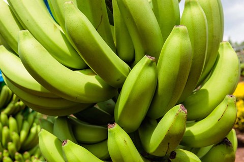 Framed Africa, Cameroon, Tiko. Bunches of bananas at banana plantation. Print