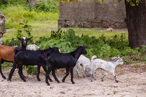 Framed Africa, Mozambique, Ibo Island, Quirimbas NP. Goats running down path. Print