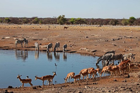 Framed Africa, Namibia, Etosha. Black Faced Impala in Etosha NP. Print