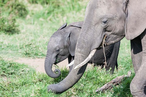 Framed African bush elephant calf eating in Maasai Mara, Kenya Print
