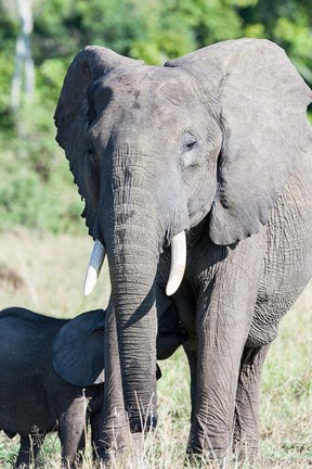 Framed African bush elephant, Maasai Mara, Kenya Print