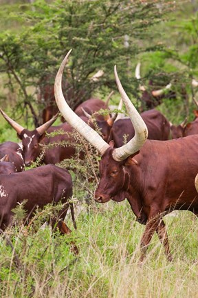 Framed Close Up of Ankole-Watusi cattle, Mbarara, Ankole, Uganda Print