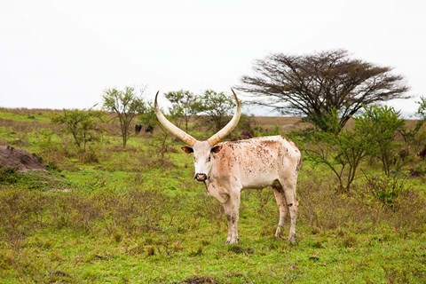 Framed White Ankole-Watusi cattle. Mbarara, Ankole, Uganda. Print