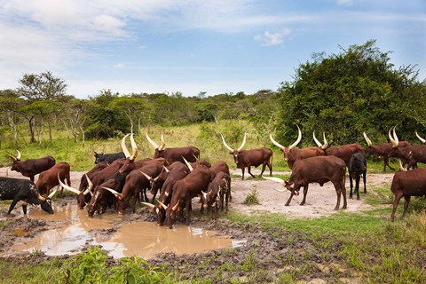 Framed Ankole-Watusi cattle. Uganda Print