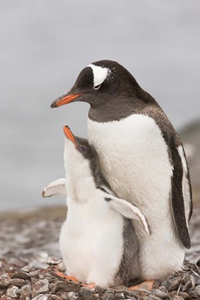 Framed Antarctica, Aitcho Island. Gentoo penguin chick Print