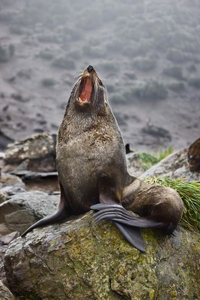 Framed Antarctica, South Georgia, Elsehul Bay, Fur seal Print