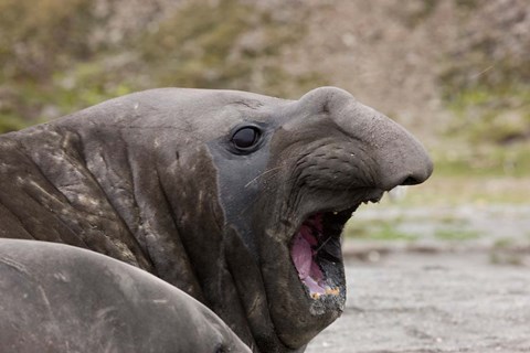 Framed Antarctica, St. Andrews Bay, Southern Elephant Seal Print