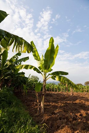 Framed Banana Agriculture, Rift Valley, Ethiopia Print