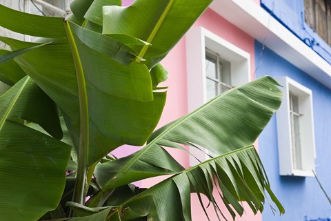 Framed Banana plant, Mahebourg, Mauritius Print