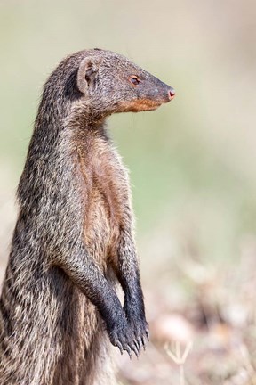 Framed Banded Mongoose, Maasai Mara, Kenya Print