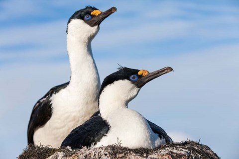 Framed Blue-eyed Shags on its nest, Petermann Island, Antarctica. Print