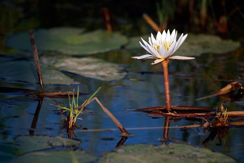 Framed Botswana, Okavango Delta. Water Lily of the Okavango Print