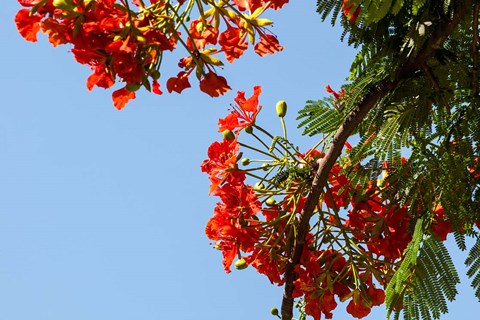 Framed Close-up of African flame tree, Stone Town, Zanzibar, Tanzania Print