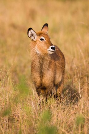 Framed Defassa Waterbuck wildlife, Uganda Print