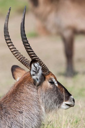 Framed Defassa Waterbuck, Maasai Mara, Kenya Print