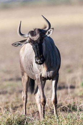 Framed Eastern white-bearded wildebeest, Amboseli National Park, Kenya Print