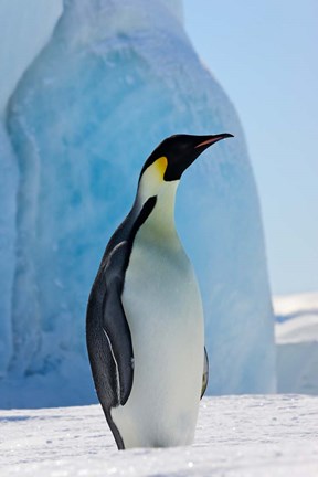 Framed Emperor Penguin on ice, Snow Hill Island, Antarctica Print
