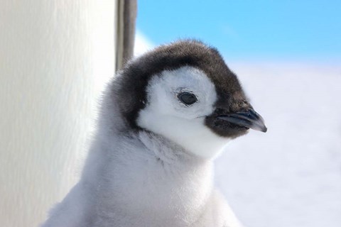 Framed Chick Emperor Penguin, Antarctica Print