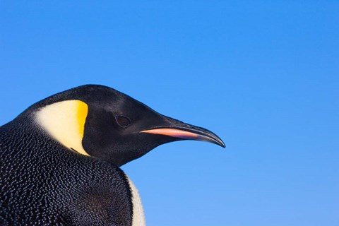 Framed Head of Emperor Penguin, Antarctica Print