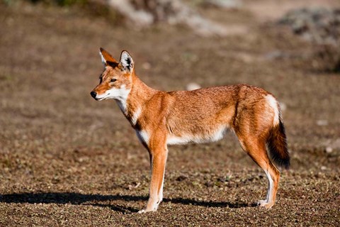 Framed Ethiopian Wolf, Bale Mountains Park, Ethiopia Print