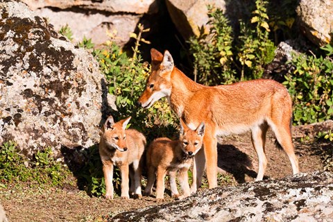 Framed Ethiopian Wolf with cubs, Bale Mountains Park, Ethiopia Print