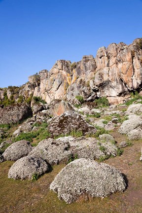 Framed Everlasting Flowers, Helichrysum, Denka valley, Bale Mountains, Ethiopia Print