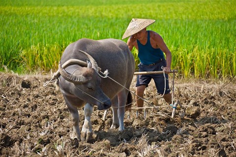 Framed Farmer plowing with water buffalo, Yangshuo, Guangxi, China Print
