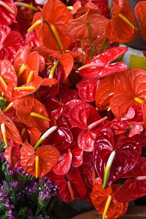 Framed Flamingo Flowers, Flower Market, Port Louis, Mauritius Print