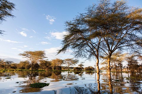 Framed Flooded shoreline, Lake Naivasha, Crescent Island Game Park, Kenya Print